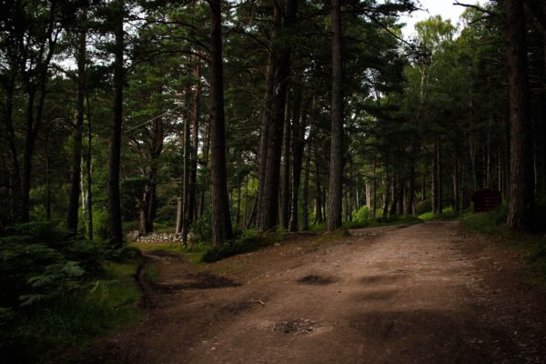 brown dirt road in between green trees during daytime